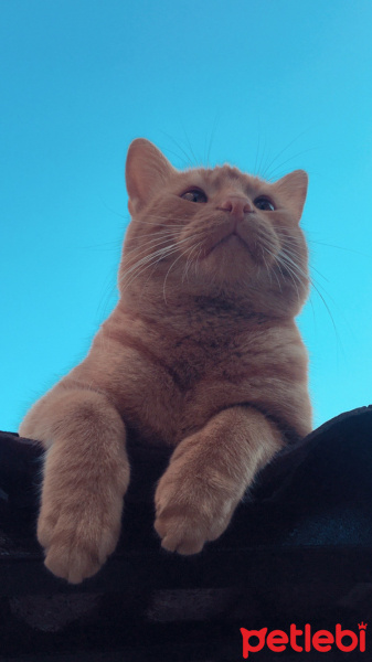 Sarman, Kedi  Badem fotoğrafı