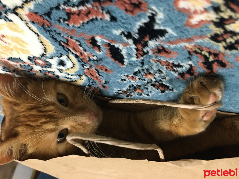 Sarman, Kedi  Badem fotoğrafı