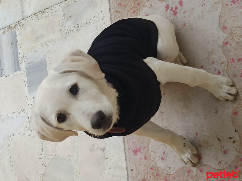 Labrador Retriever, Köpek  Sofia fotoğrafı
