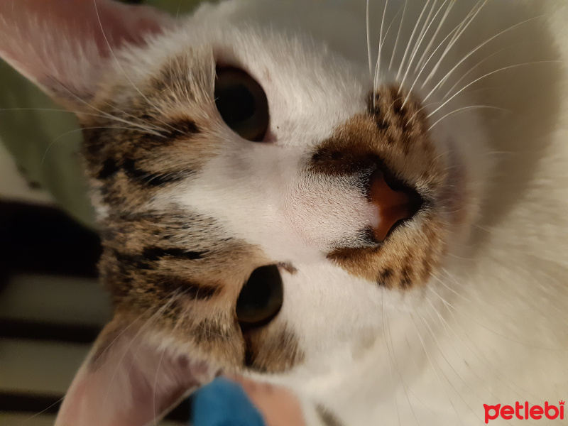 Tekir Kedi, Kedi  Minnoş fotoğrafı