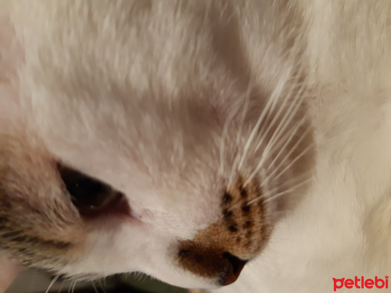 Tekir Kedi, Kedi  Minnoş fotoğrafı