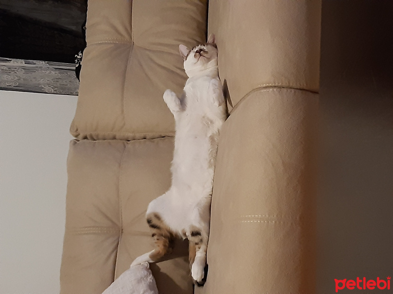 Tekir Kedi, Kedi  Minnoş fotoğrafı