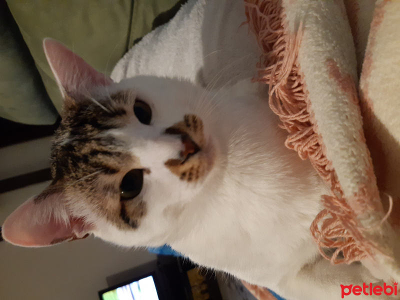 Tekir Kedi, Kedi  Minnoş fotoğrafı