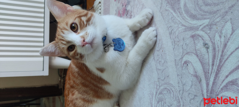 Sarman, Kedi  sarı fotoğrafı