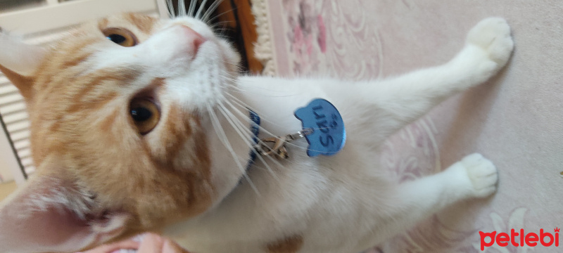 Sarman, Kedi  sarı fotoğrafı