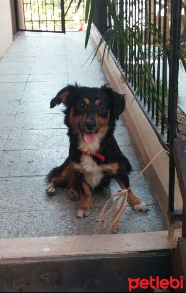 Avustralya Terrier, Köpek  Caz fotoğrafı