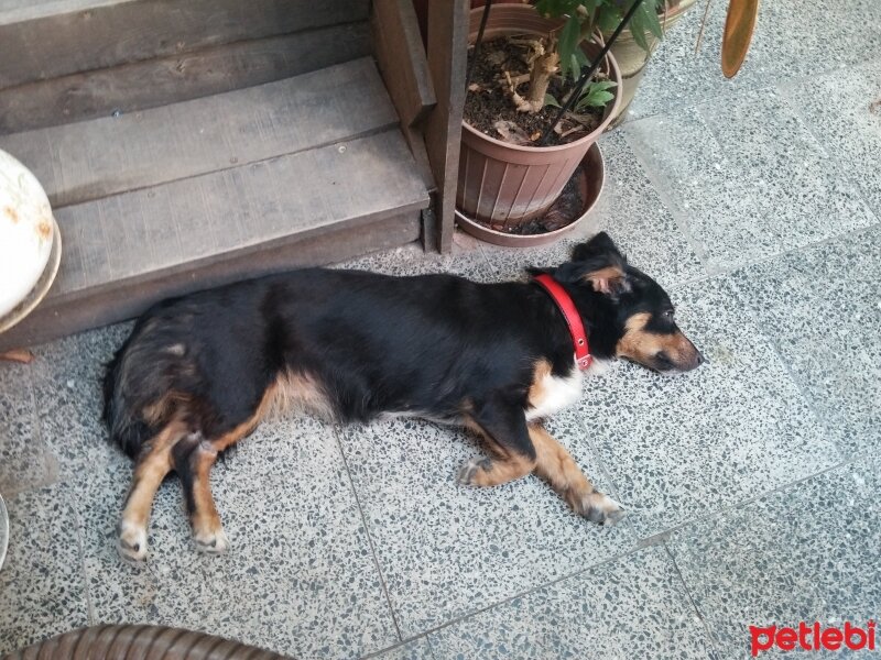 Avustralya Terrier, Köpek  Caz fotoğrafı