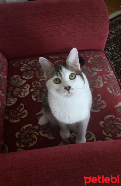 Tekir Kedi, Kedi  Suçlu fotoğrafı
