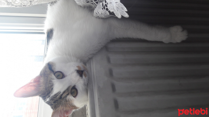 Tekir Kedi, Kedi  Suçlu fotoğrafı