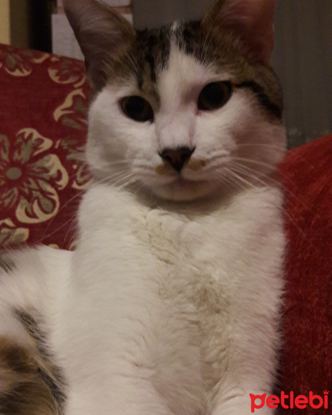 Tekir Kedi, Kedi  Suçlu fotoğrafı