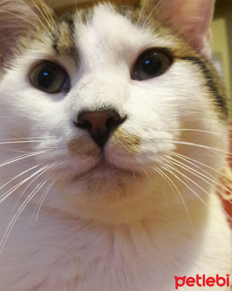 Tekir Kedi, Kedi  Suçlu fotoğrafı