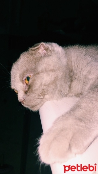 Scottish Fold, Kedi  Lila fotoğrafı