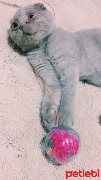 Scottish Fold, Kedi  Lila fotoğrafı