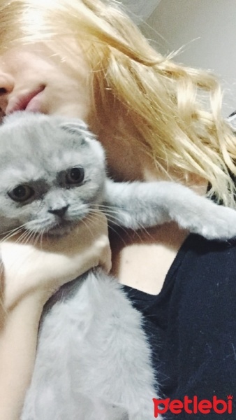 Scottish Fold, Kedi  Lila fotoğrafı