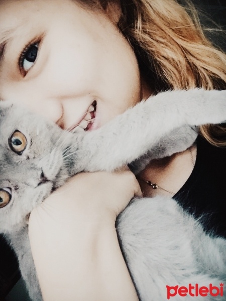 Scottish Fold, Kedi  Lila fotoğrafı