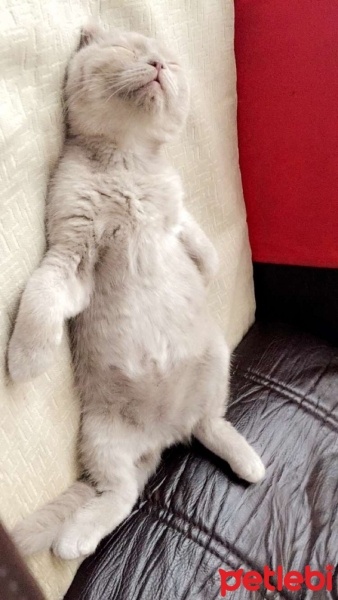 Scottish Fold, Kedi  Lila fotoğrafı
