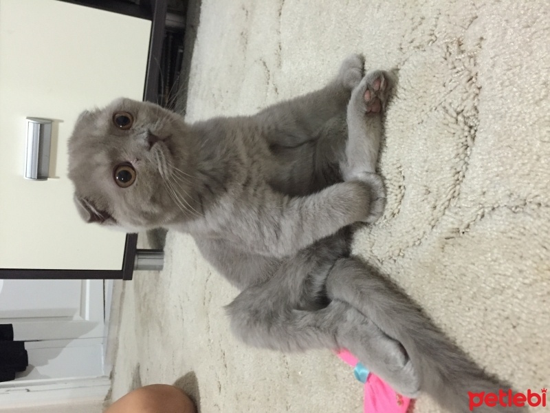 Scottish Fold, Kedi  Lila fotoğrafı