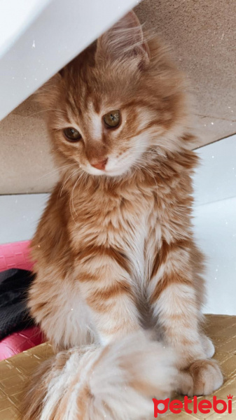 Sarman, Kedi  Tarçın fotoğrafı