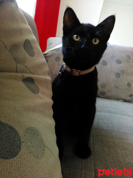 Bombay, Kedi  gölge fotoğrafı