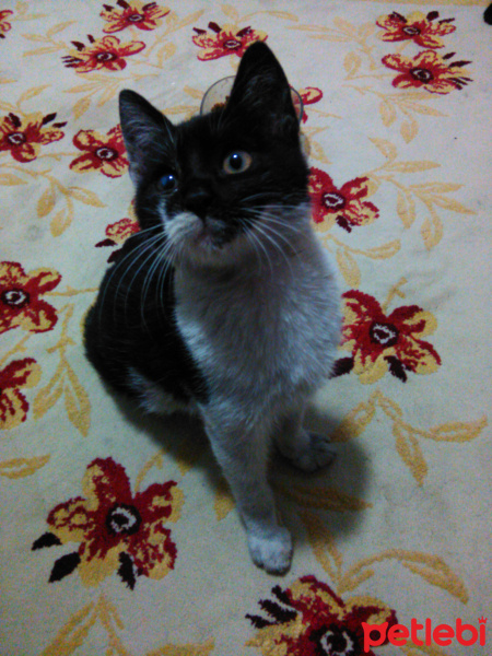 Bombay, Kedi  gölge fotoğrafı