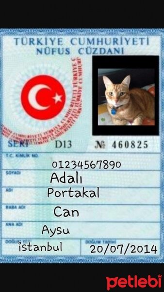 Tekir Kedi, Kedi  Portakal fotoğrafı