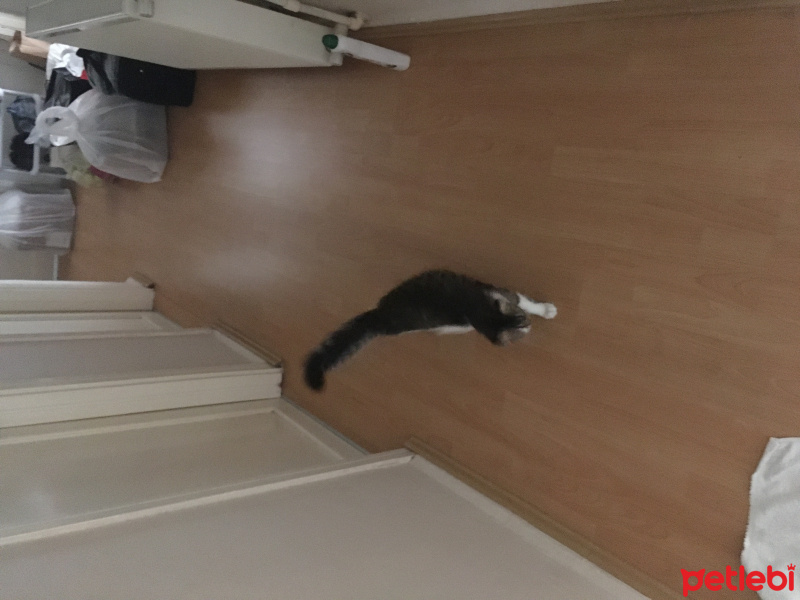 Tekir Kedi, Kedi  Luna fotoğrafı
