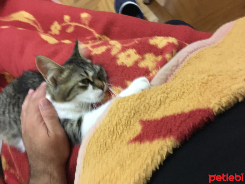 Tekir Kedi, Kedi  Luna fotoğrafı