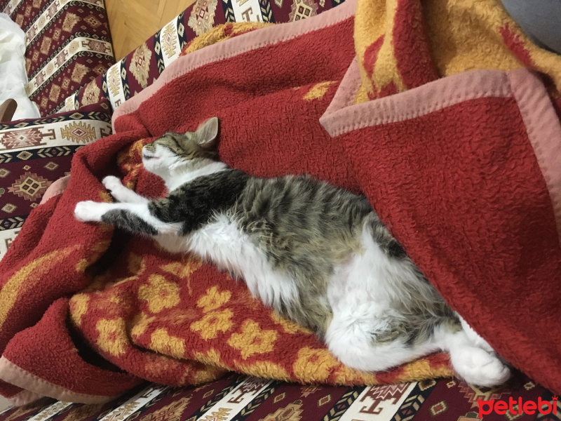 Tekir Kedi, Kedi  Luna fotoğrafı