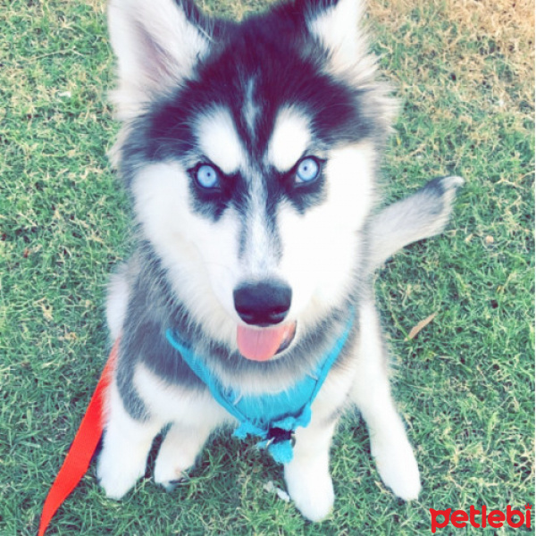Sibirya Kurdu (Husky), Köpek  Akita fotoğrafı