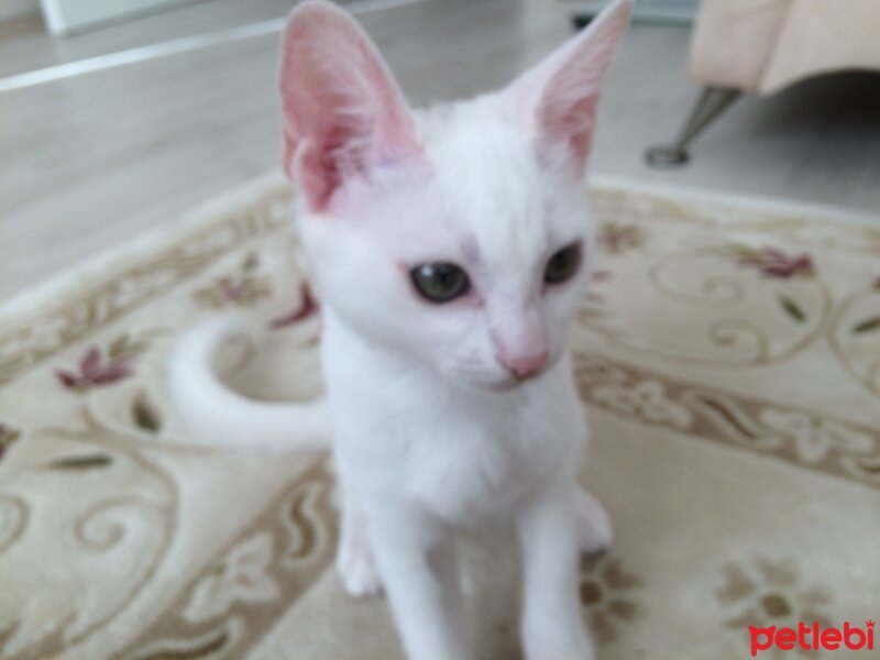 Ankara Kedisi, Kedi  lokum edirenede 05359530849 fotoğrafı