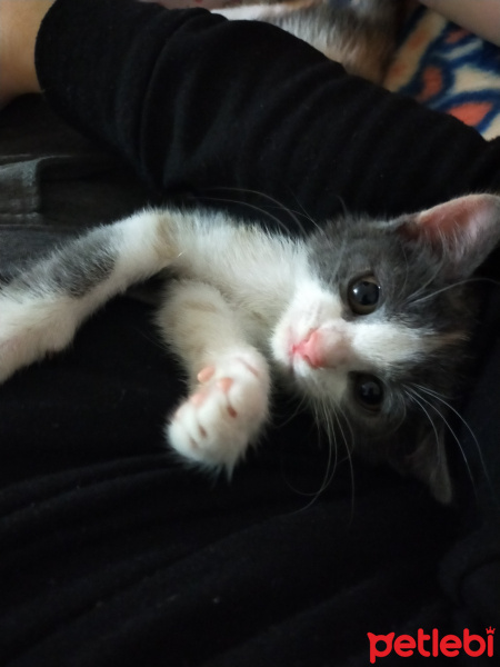 American Wirehair, Kedi  Düğme fotoğrafı