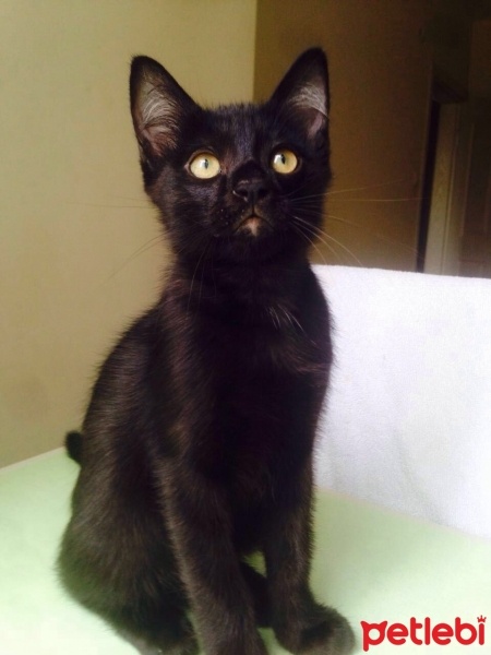 Siyam Kedisi, Kedi  negro fotoğrafı