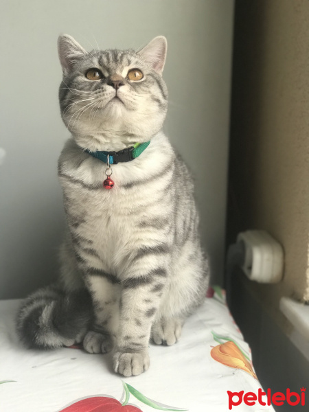 British Shorthair, Kedi  Rıfkıcan fotoğrafı