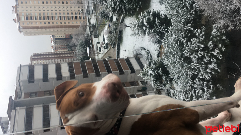 Amerikan Pitbull Terrier, Köpek  Pablo fotoğrafı