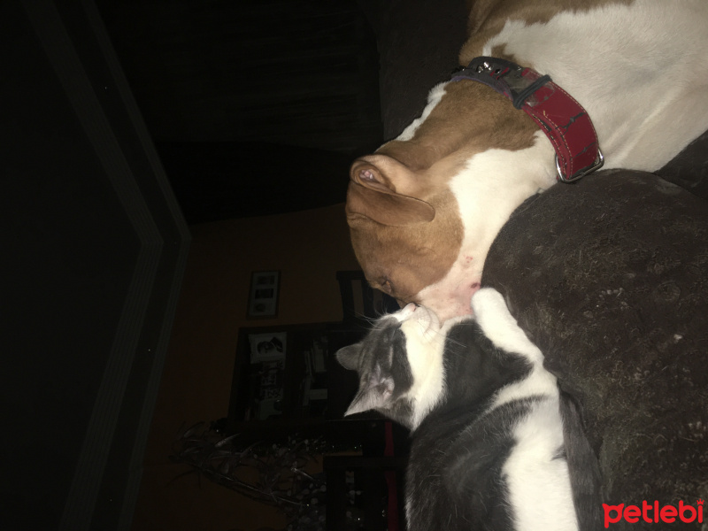 Amerikan Pitbull Terrier, Köpek  Pablo fotoğrafı