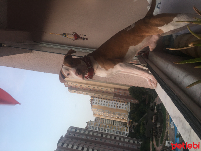 Amerikan Pitbull Terrier, Köpek  Pablo fotoğrafı