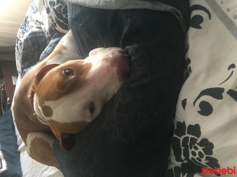 Amerikan Pitbull Terrier, Köpek  Pablo fotoğrafı