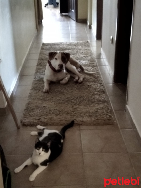 Amerikan Pitbull Terrier, Köpek  Pablo fotoğrafı