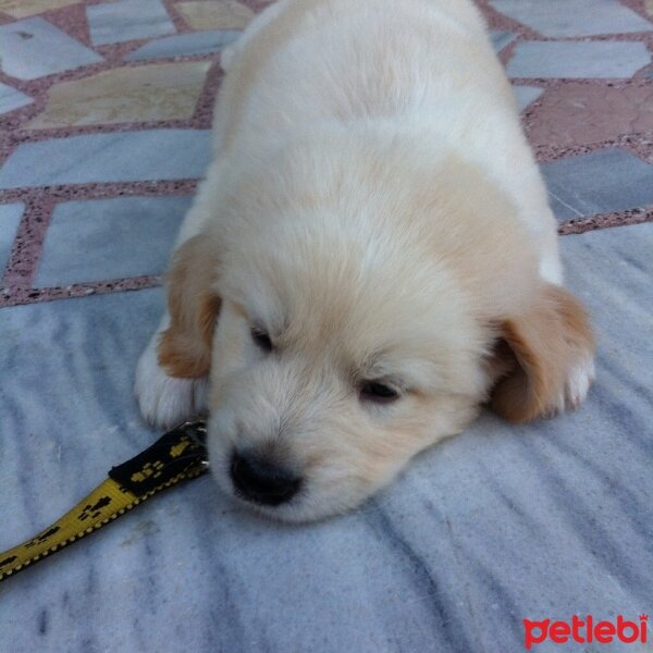 Golden Retriever, Köpek  Carlos fotoğrafı