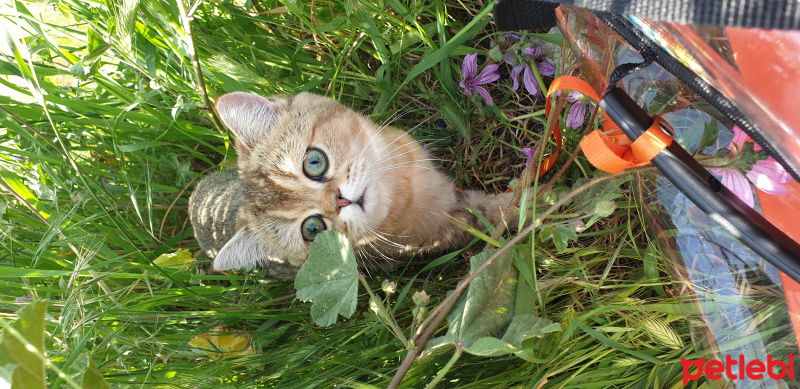 British Shorthair, Kedi  pamuk fotoğrafı