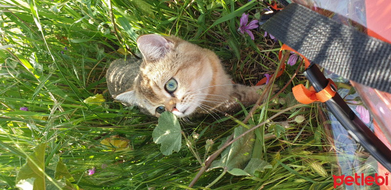 British Shorthair, Kedi  pamuk fotoğrafı