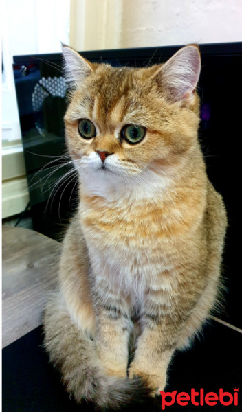 British Shorthair, Kedi  pamuk fotoğrafı