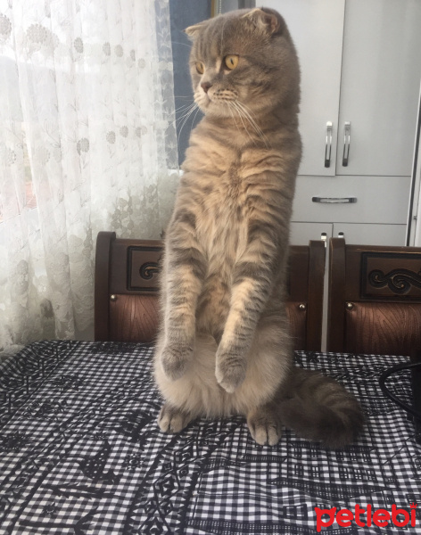 Scottish Fold, Kedi  Luna fotoğrafı