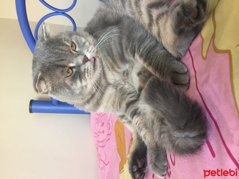 Scottish Fold, Kedi  Luna fotoğrafı