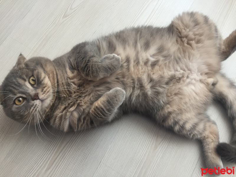 Scottish Fold, Kedi  Luna fotoğrafı