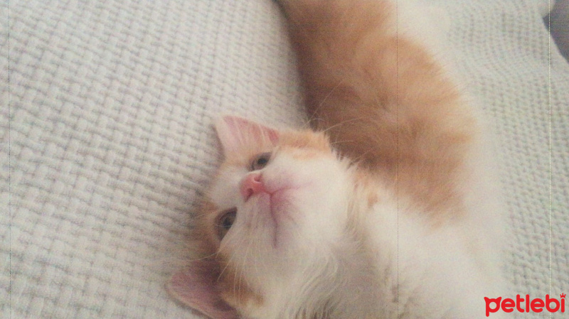 Tekir Kedi, Kedi  Mia fotoğrafı