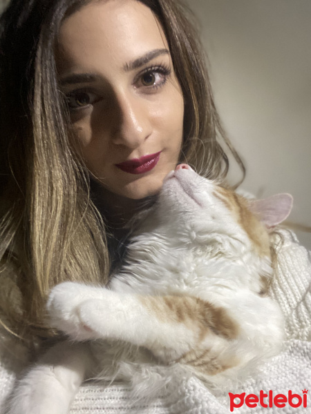 Tekir Kedi, Kedi  Mia fotoğrafı