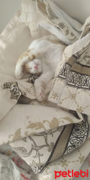 Tekir Kedi, Kedi  Mia fotoğrafı