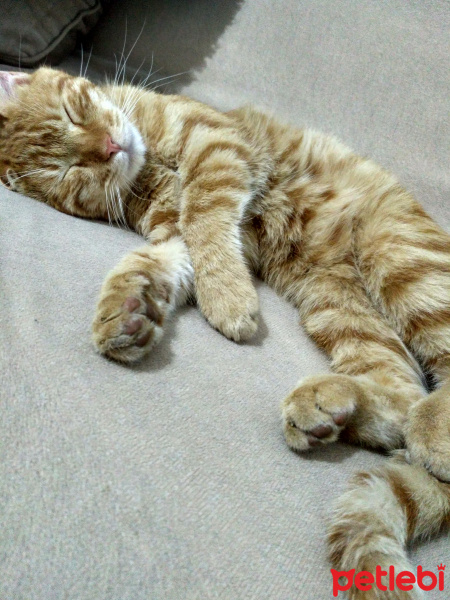 Tekir Kedi, Kedi  Havuç fotoğrafı