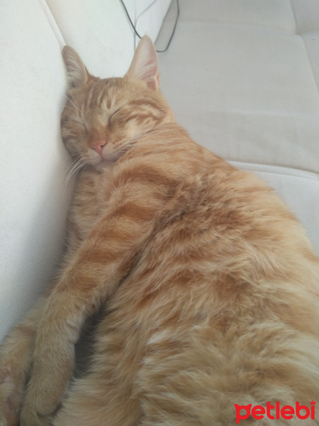 Tekir Kedi, Kedi  Havuç fotoğrafı